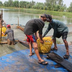 Giá cá tra giống giảm mạnh