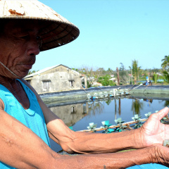 Quảng Nam: Sốc môi trường, tôm nuôi chết hàng loạt