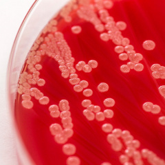 Vai trò khác biệt của từng loài Bacillus trong nuôi tôm