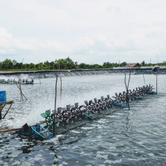 Kết quả quan trắc các yếu tố môi trường nước nuôi thủy sản TP.HCM (Tháng 5/2022)