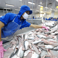 Nỗi lo khủng hoảng lương thực ở EU là cơ hội cho cá tra Việt