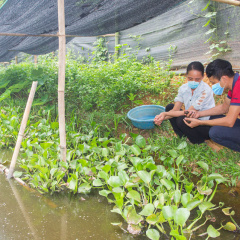 Một vài lưu ý quan trọng khi nuôi ốc nhồi