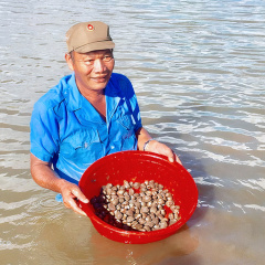 Triển vọng mô hình nuôi sò huyết trong vuông tôm