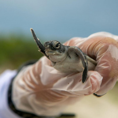 Côn Đảo - Nơi đầu tiên của Việt Nam thành công bảo tồn rùa biển