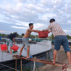 Kỹ thuật san tôm giảm hao hụt, hạn chế sốc