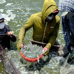 Nuôi tôm thâm canh 2 giai đoạn, 1ha thu lợi nhuận hơn 2 tỷ đồng