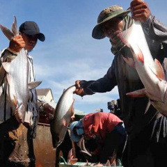 Campuchia lùi xuất thử nghiệm cá tra sang sang Trung Quốc thêm 1 tháng
