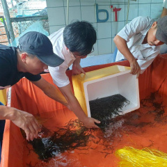 Phú Yên: Triển khai mô hình nuôi lươn thương phẩm năm 2022