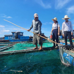 Quảng Ngãi: Thu nhập tiền tỷ từ nuôi cá bớp lồng bè