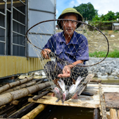 Nuôi cá lăng đặc sản trên sông Mã