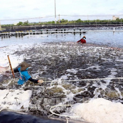 Tăng trưởng “nóng” của thủy sản gây áp lực lên môi trường