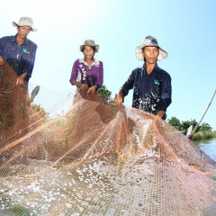 Mô hình sinh kế nuôi trữ cá đồng mùa nước nổi