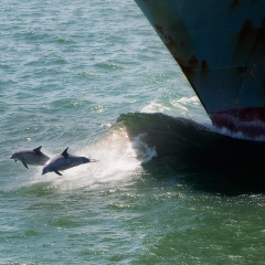 NOAA đưa ra đề xuất giới hạn tốc độ tàu để bảo vệ cá voi