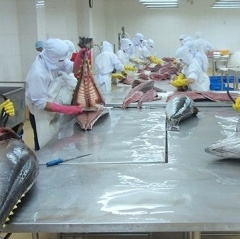 Xuất khẩu cá ngừ sang Pháp đạt mức tăng trưởng trung bình 510%/tháng