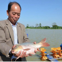 Doanh thu cao nhờ nuôi thủy sản theo mô hình VietGAP