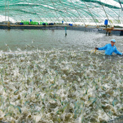 Nâng cao hiệu quả mô hình nuôi tôm siêu thâm canh và một số giải pháp kỹ thuật quản lý tảo độc trong ao nuôi