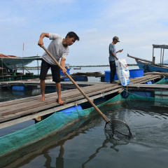 Phát triển bền vững nghề nuôi cá lồng bè
