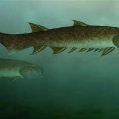 Cá mập lâu đời nhất thế giới được tìm thấy ở Trung Quốc với 439 triệu năm tuổi