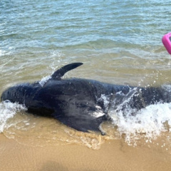Cá Ông nặng hơn 3 tạ bị mắc cạn tại bờ biển Quảng Ngãi