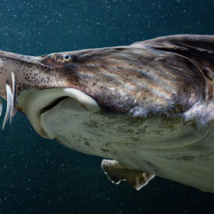 Loài "cá hoàng gia" đặc sản được ưa chuộng trên toàn thế giới