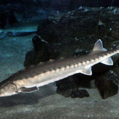 Thúc đẩy nuôi cá nước lạnh ở Việt Nam