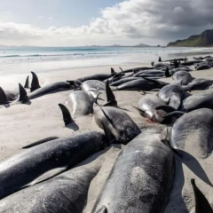 Chưa tìm ra lời giải cho hàng trăm con cá voi mắc cạn ở New Zealand