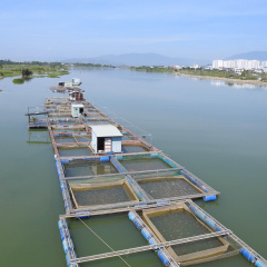 Nuôi cá lồng bè, thăng trầm như con nước