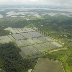 Cách “vua tôm” Ecuador đạt tối đa sản lượng