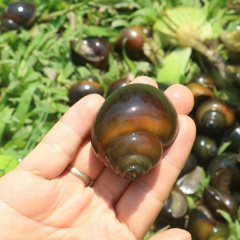 Khát vọng làm giàu từ nuôi ốc bươu đen