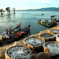 Giá thủy sản ở đồng bằng sông Cửu Long tăng cao