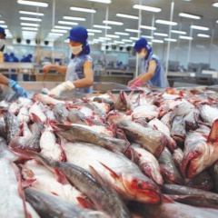 Cá tra Việt Nam xuất khẩu sang Anh. Ảnh: znews-photo.zadn.vn