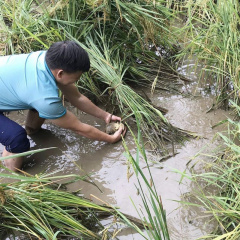 Độc đáo mô hình nuôi cá chép ruộng