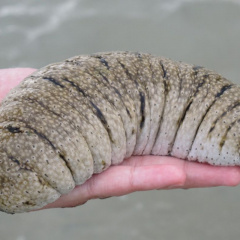 Hải sâm cát, loài mang nhiều tiềm năng