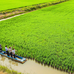 Mô hình tôm - lúa tại Cà Mau đạt chứng nhận ASC đầu tiên trong cả nước