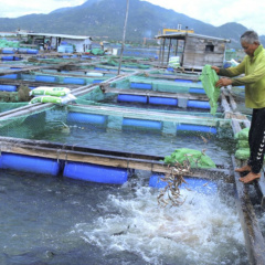 Tỷ phú nuôi cá biển