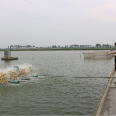 Thu lợi từ nuôi cá trong ao bán nổi