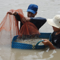 San chuyển tôm thẻ chân trắng và những vấn đề thường gặp