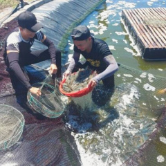 Đừng nuôi tôm như... đánh số đề!