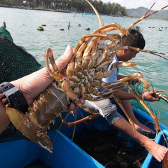 2 tấn tôm hùm chết nghi do “sốc nước ngọt”