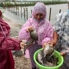 Kỹ thuật nuôi kết hợp bộ ba tôm cua cá