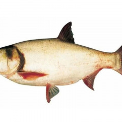 Hướng dẫn cách nuôi cá mè trắng đơn giản cho năng suất cao