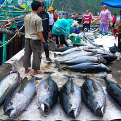 Công nghệ "gây mê" cá ngừ đại dương