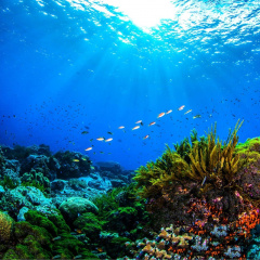 Loại bỏ CO₂ từ đại dương liệu có khả thi?