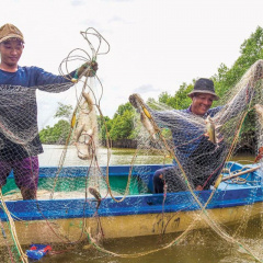 Giăng lưới cá úc