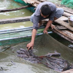 Nuôi thành công loài cá lăng trong lồng