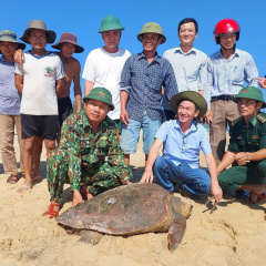 Quảng Trị: Cá thể rùa biển lớn vướng lưới