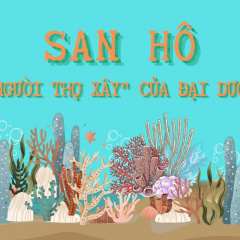 Những sự thật thú vị về rạn san hô dưới đại dương