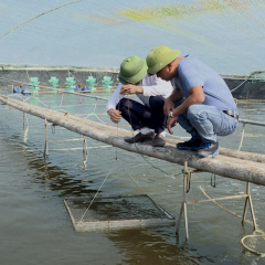 Thời tiết chuyển rét cần chủ động bảo vệ thủy sản nuôi