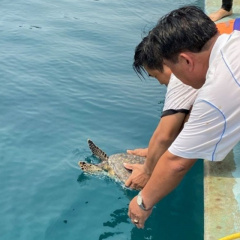 Bình Định: Bảo tồn rùa biển nâng cao ý thức của người dân