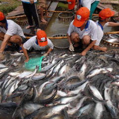 Giải pháp bảo vệ môi trường trong nuôi trồng thủy sản ở ĐBSCL